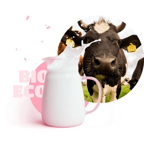 image-cow