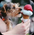 dog eating ice-cream